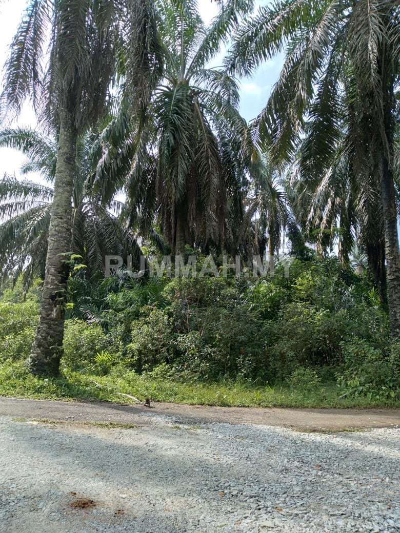 land in Bandar Baharu, Kedah — photo 4