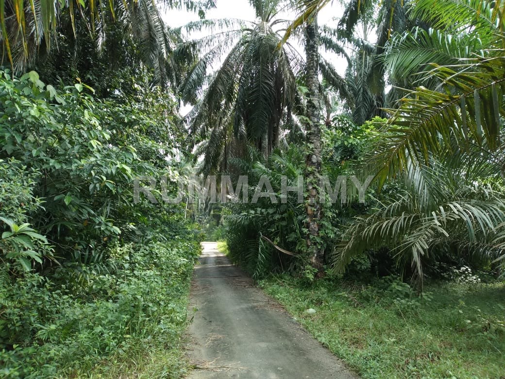 land in Bandar Baharu, Kedah — photo 6