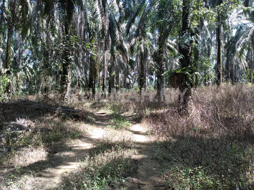 Agricultural Land for Sale @ Bandar Baharu, Kedah 13.77 Ekar | Freehold
