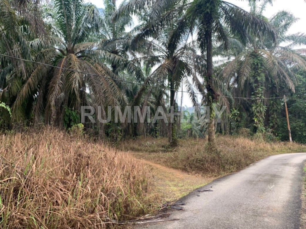 land in Bandar Baharu, Kedah — photo 5
