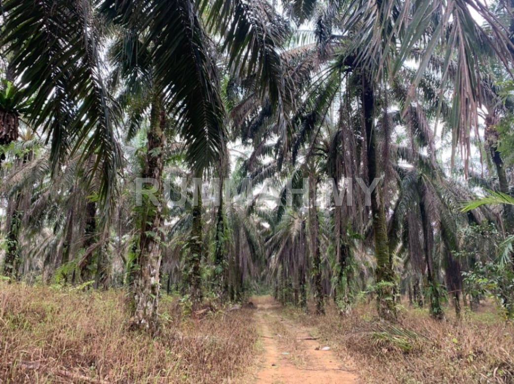 land in Bandar Baharu, Kedah — photo 6