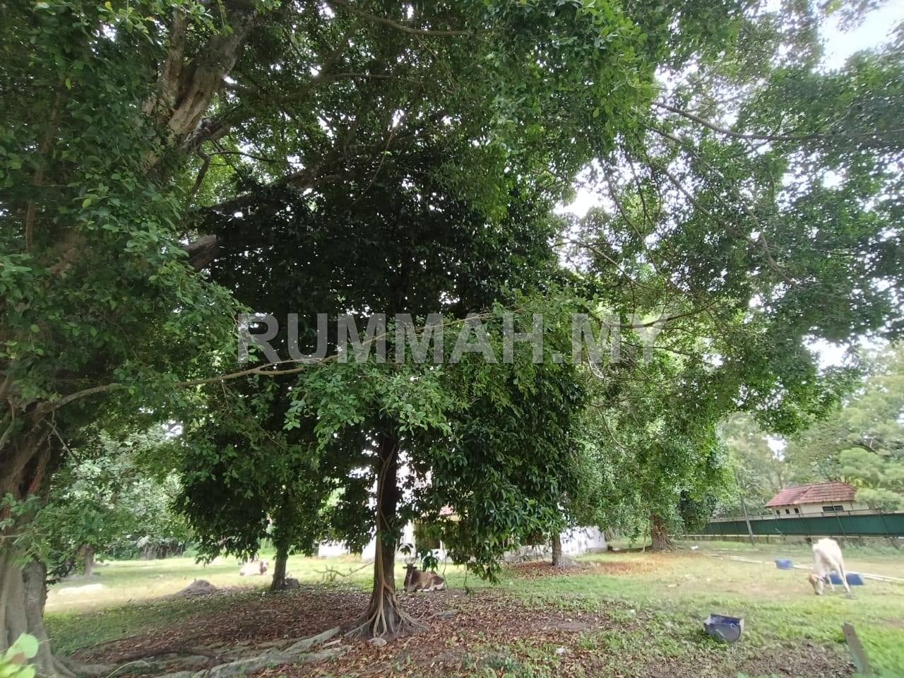 Pulau Tikus, Western Avenue Bungalow Land