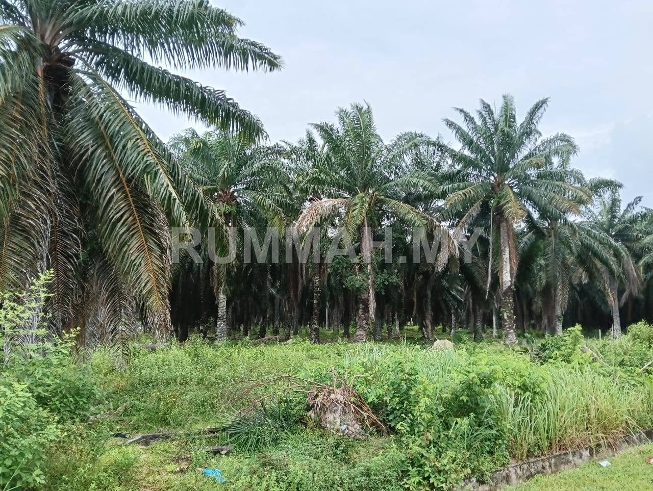 Agriculture Land Tasek Gelugor For Sale