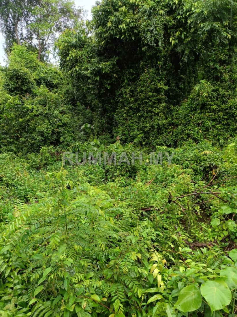land in Bandar Baharu, Kedah — photo 5