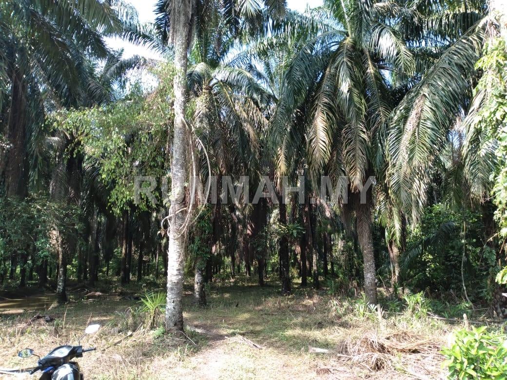land in Kg Sungai Batu, Kedah for sale - Agricultural Land for Sale @ Bandar Baharu, Kg Sungai Batu | Freehold
