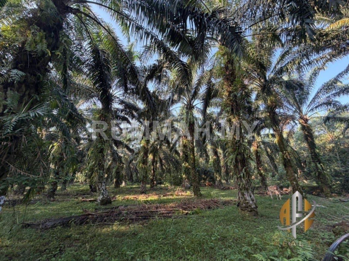 land in Kulim, Kedah for sale - [Kebun Kelapa Sawit] Sungai Tengas, Kulim, Kedah